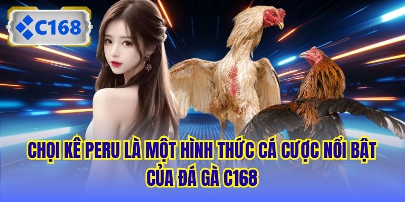 Chọi kê Peru là một hình thức cá cược nổi bật của Đá Gà C168